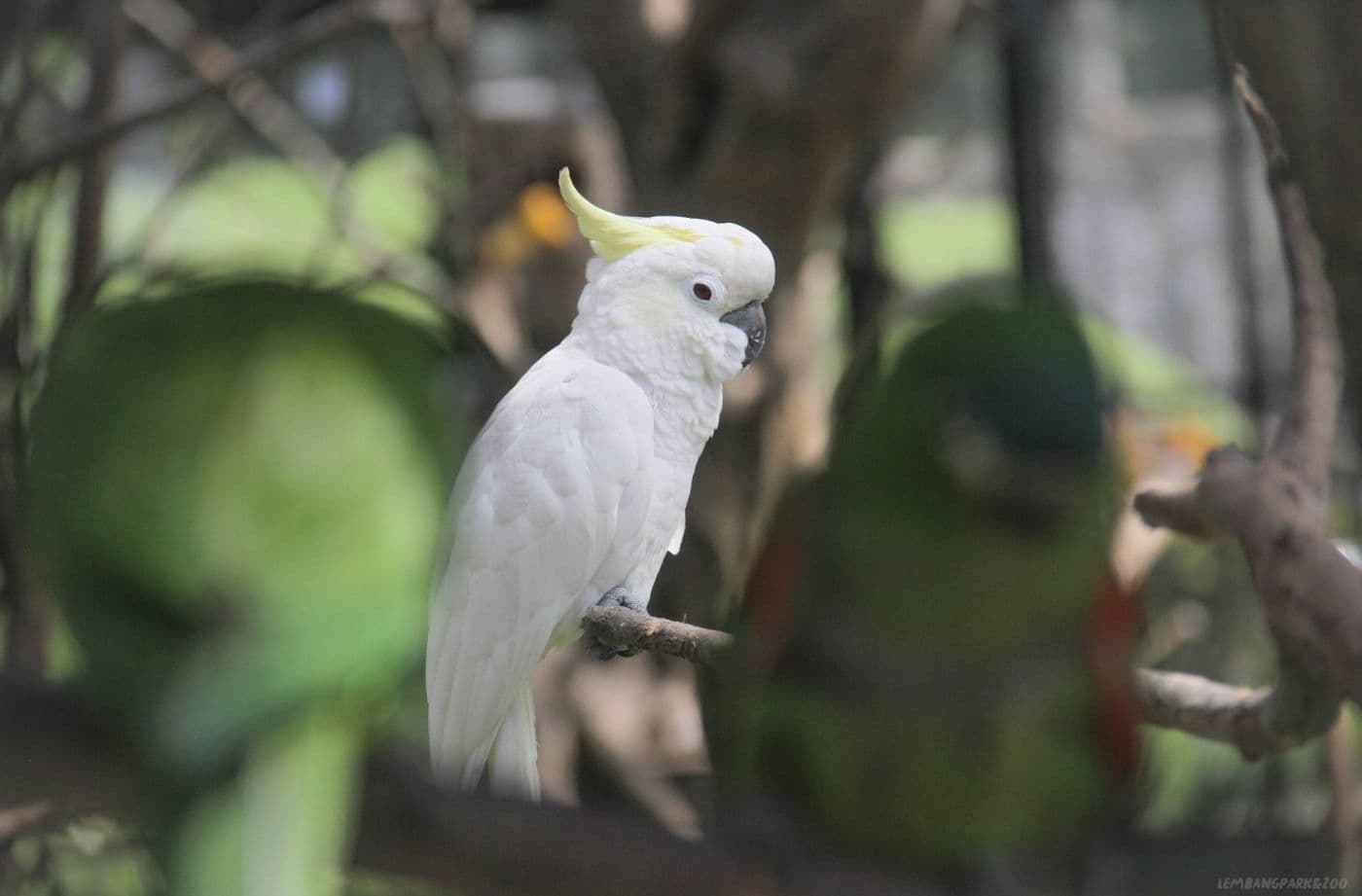Semarang Zoo: Salah Satu Destinasi Wisata Edukasi Terbaik di Semarang!